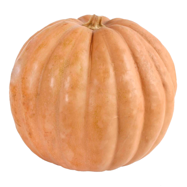 Calabaza De Castilla