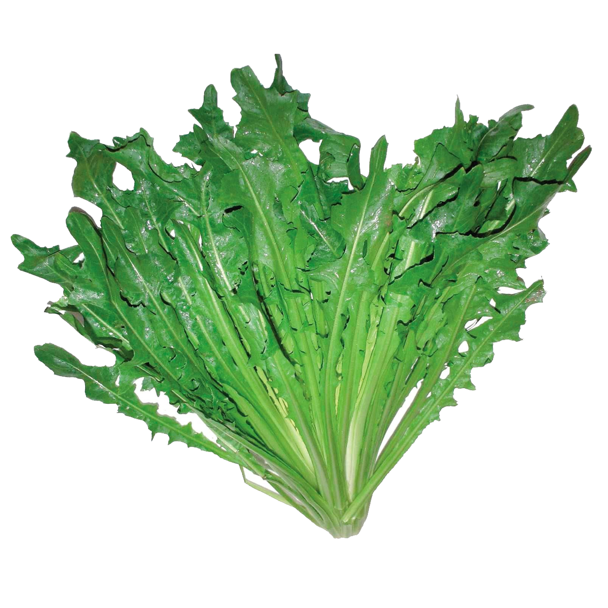 Chicoria