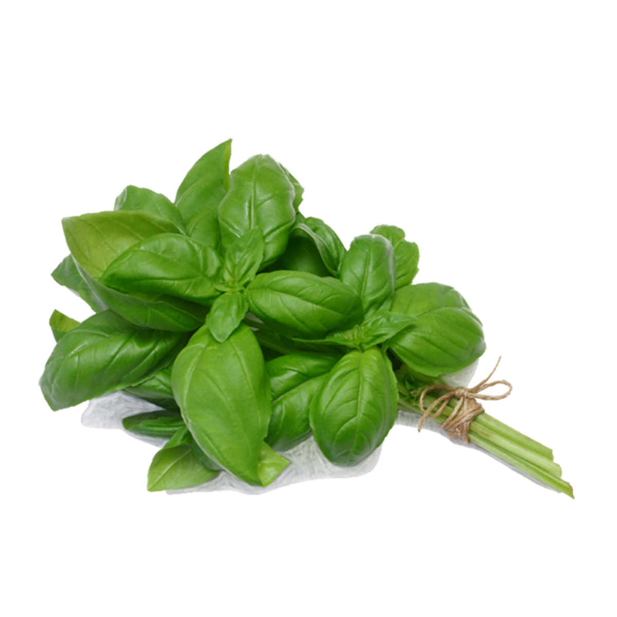 Albahaca Normal