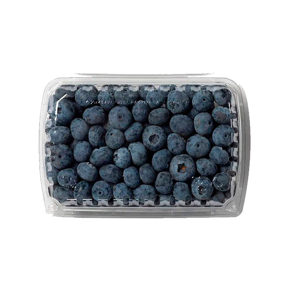 Blue Berry Domo Grande