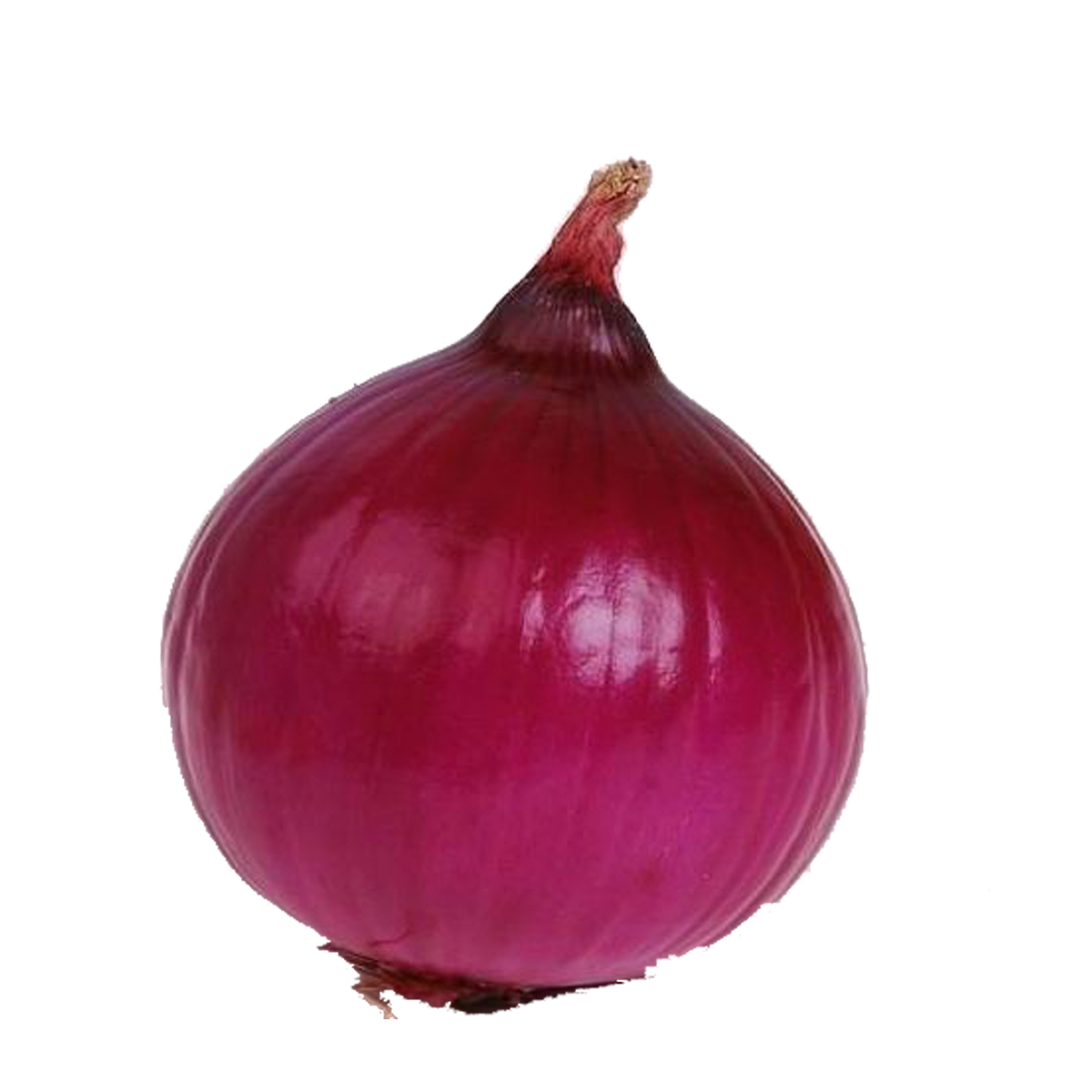Cebolla Morada