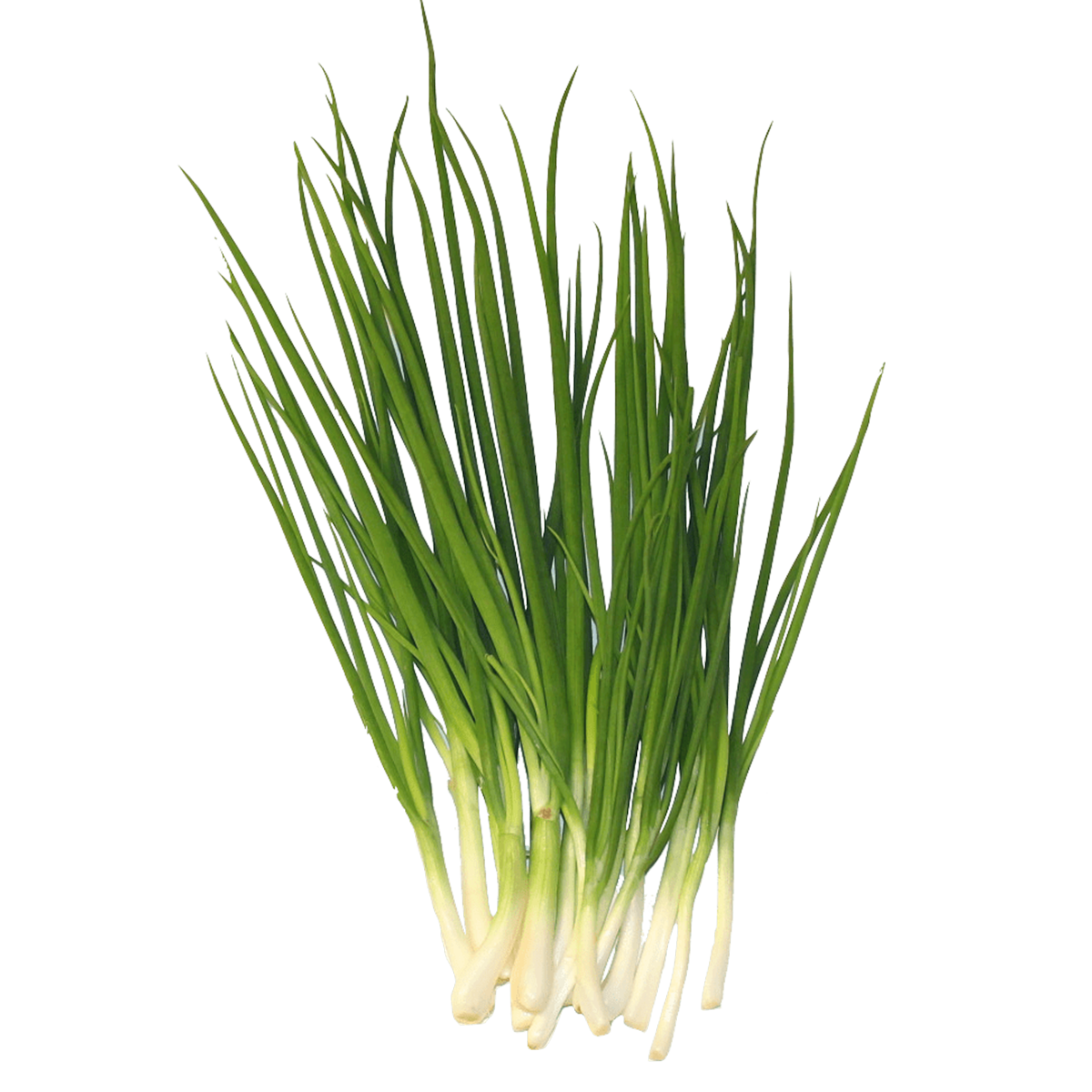 Cebollin