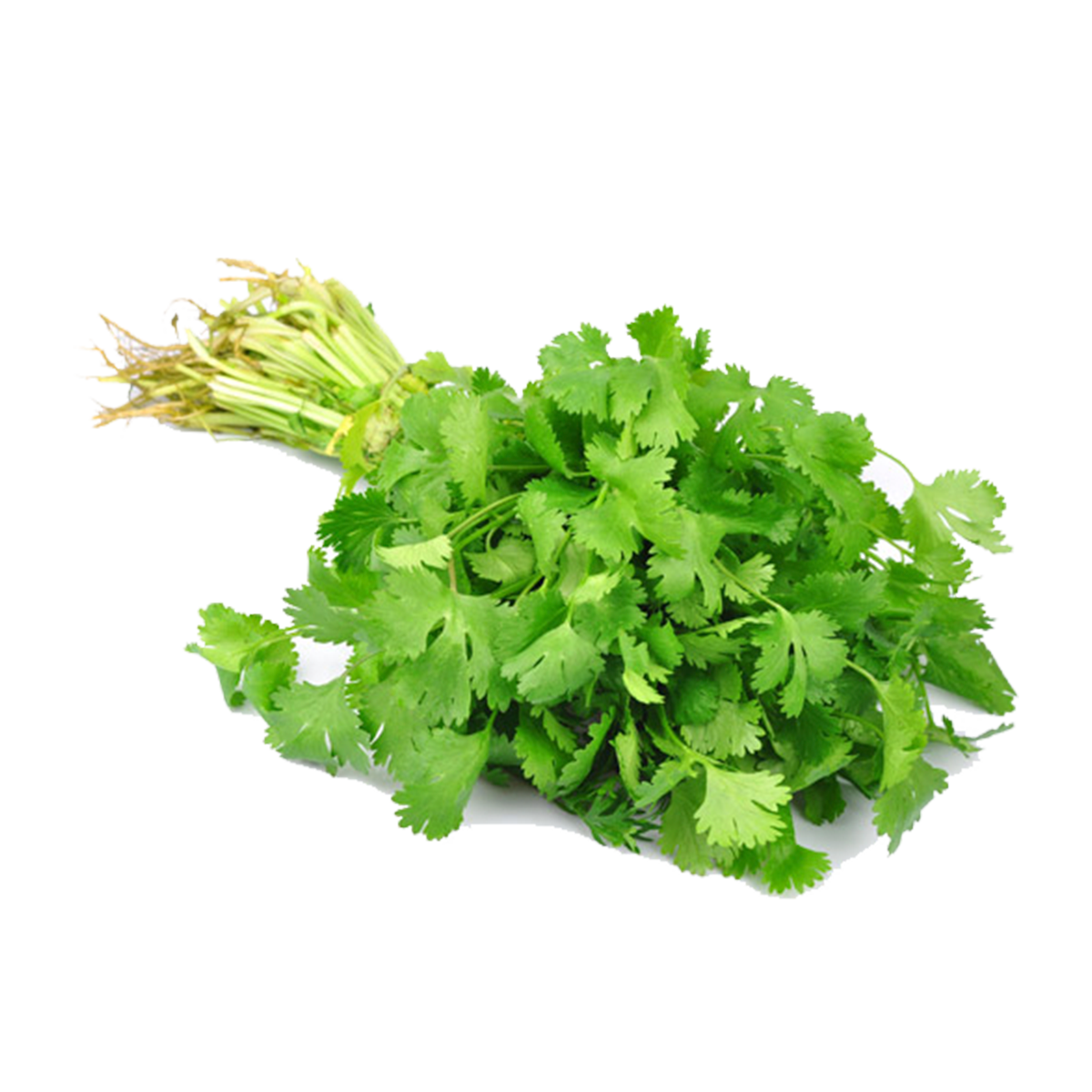 Cilantro Local