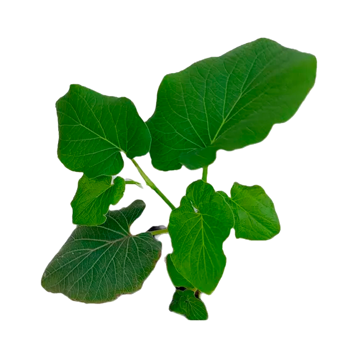 Hoja Santa