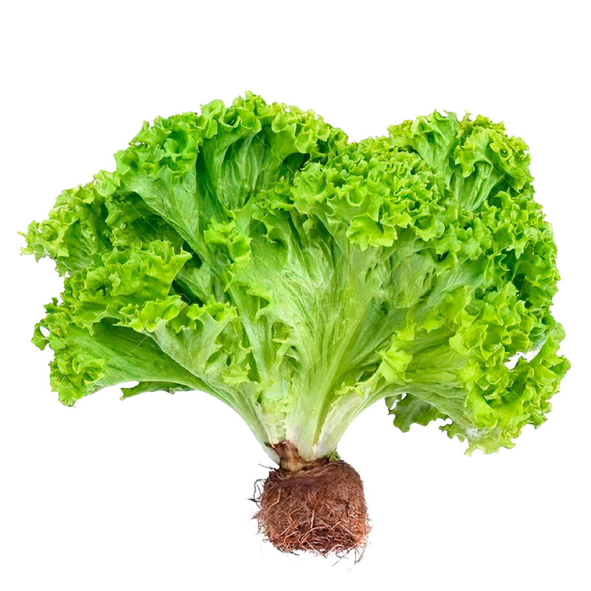 Lechuga Hidroponica (Francesa , Italiana)
