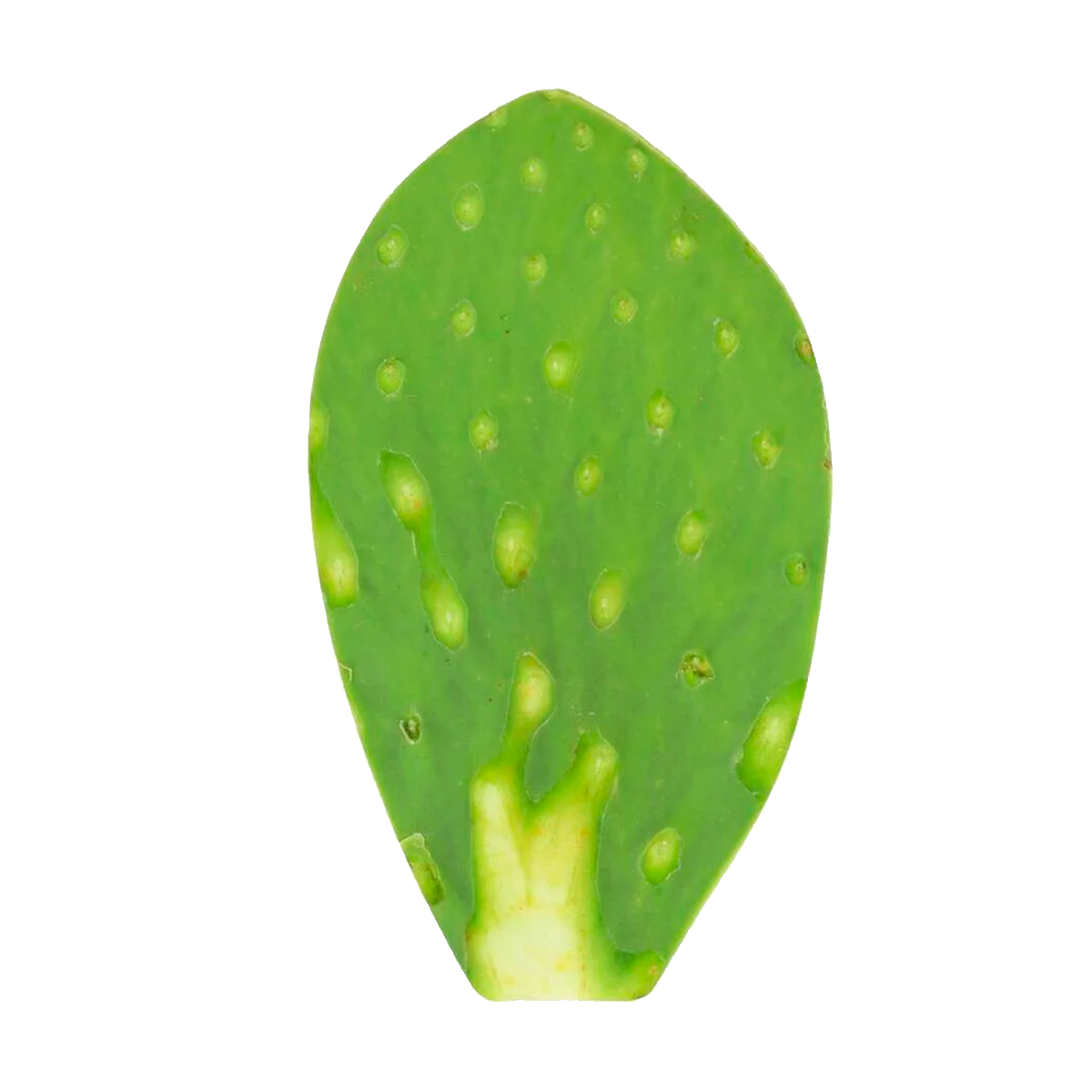 Nopal Limpio