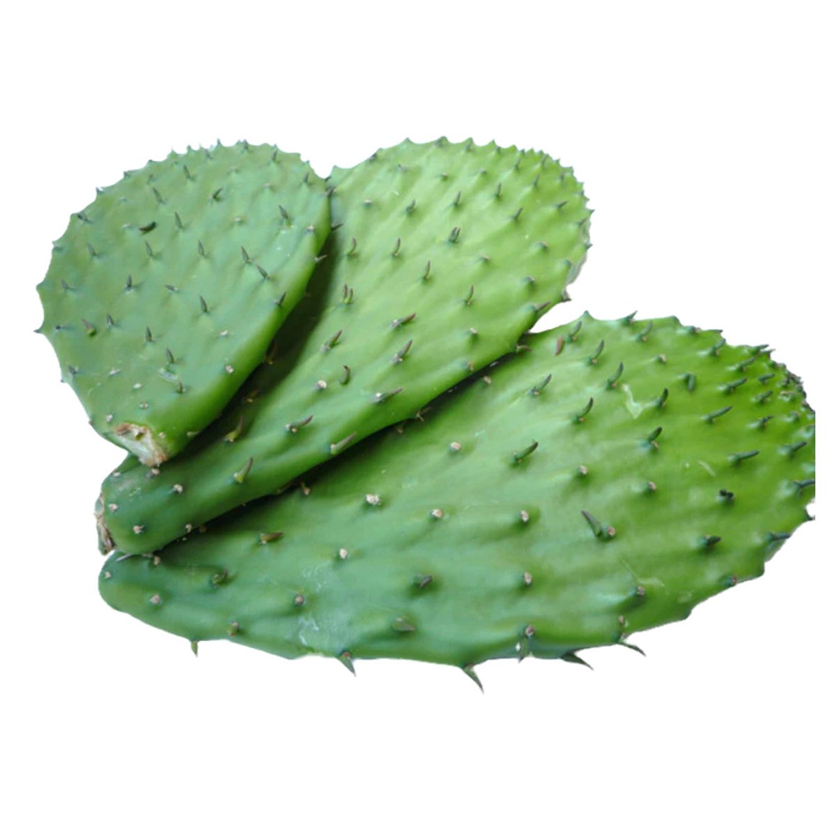 Nopal Con Espina